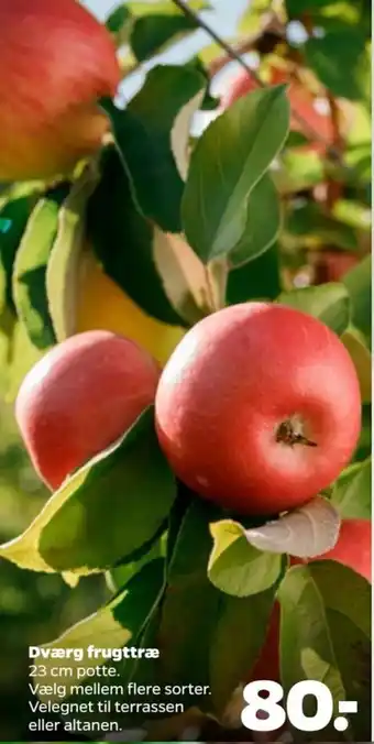 Dværg frugttræ