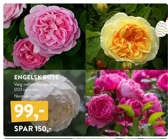 Plantorama ENGELSK ROSE tilbud