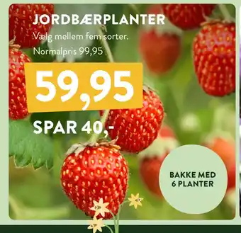 Plantorama JORDBÆRPLANTER tilbud