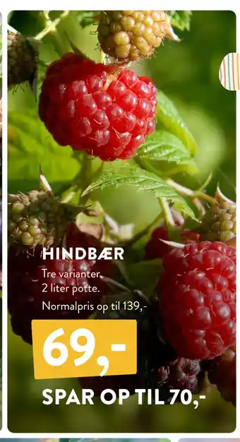 HINDBÆR