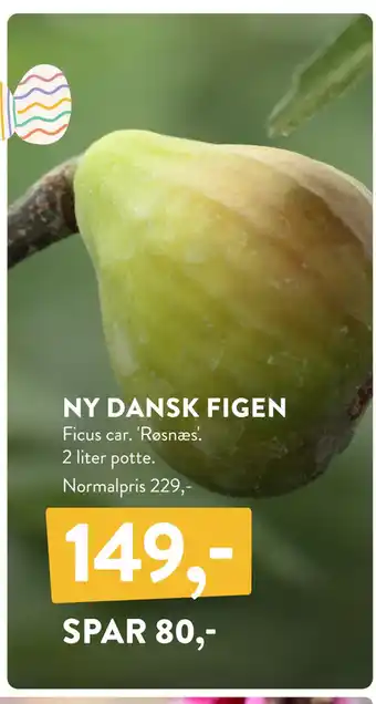 Plantorama NY DANSK FIGEN tilbud