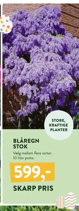 Plantorama BLÅREGN STOK tilbud