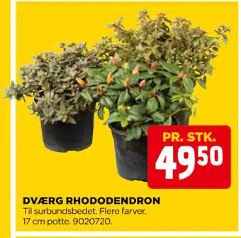 jem & fix DVÆRG RHODODENDRON tilbud