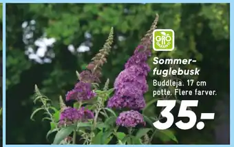 Bilka Sommerfuglebusk tilbud