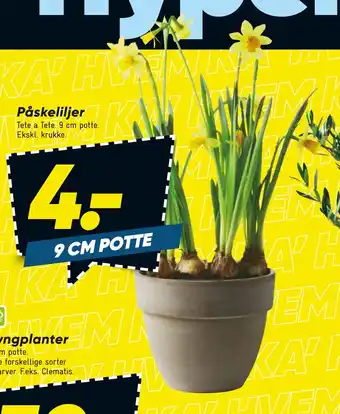 Bilka Påskeliljer tilbud