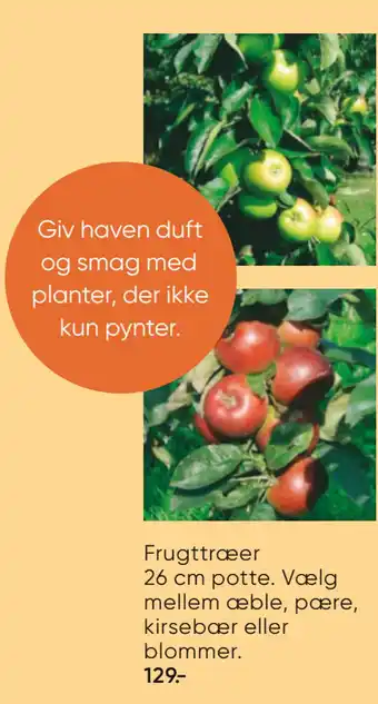 Bilka Frugttræer 26 cm potte tilbud