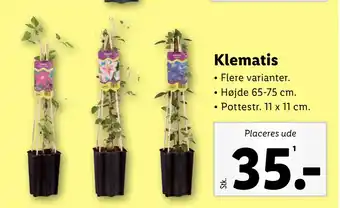 Lidl Klematis tilbud