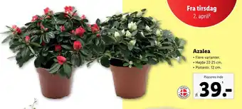 Lidl Azalea tilbud