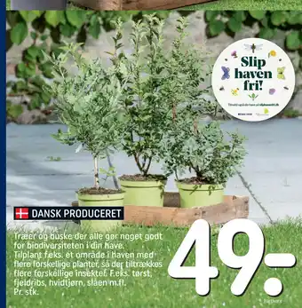 Træer og buske der alle gør noget godt for biodiversiteten i din have