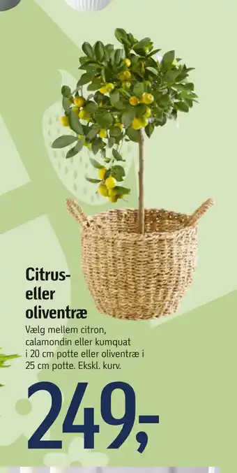 Føtex Citrus- eller oliventræ tilbud