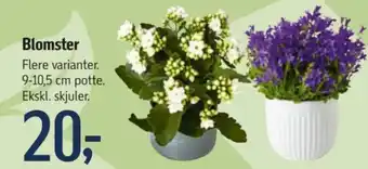 Føtex Blomster tilbud