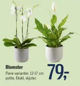 Føtex Blomster tilbud
