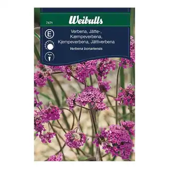 Weibulls blomsterfrø kæmpeverbena