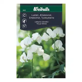 Bauhaus Weibulls blomsterfrø ærteblomst Royal White tilbud