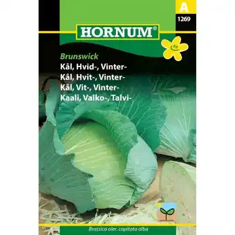 Hornum grøntsagsfrø Kål, Hvid-, Vinter