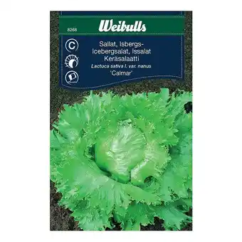 Weibulls grøntsagsfrø icebergsalat Calmar