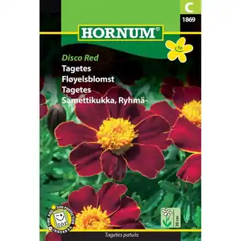 Bauhaus Hornum blomsterfrø Tagetes Disco Red tilbud