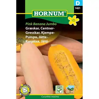 Bauhaus Hornum frugtfrø centnergræskar Pink Banana Jumbo tilbud
