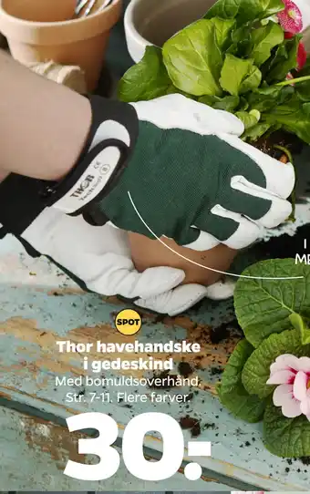 Thor havehandske i gedeskind