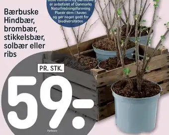 Bærbuske Hindbær,Brombær,