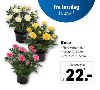 Lidl Rose tilbud