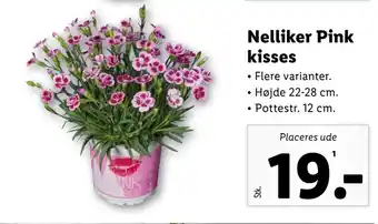 Lidl Nelliker Pink kisses tilbud