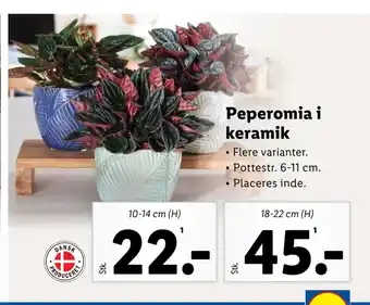 Lidl Peperomia i keramik tilbud