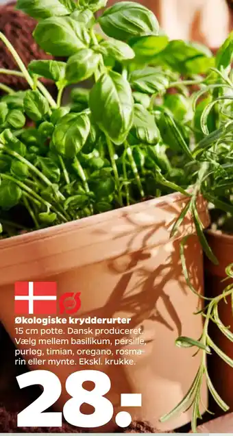 Netto Økologiske krydderurter tilbud