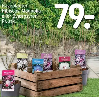 Haveplanter Hibiscus, Magnolia eller Dværgsyren