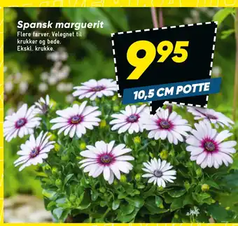 Bilka Spansk marguerit tilbud
