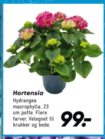 Bilka Hortensia tilbud