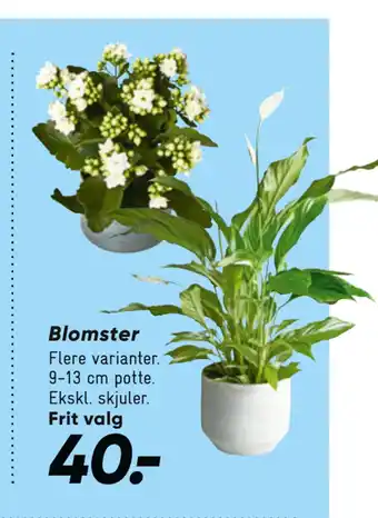 Bilka Blomster tilbud