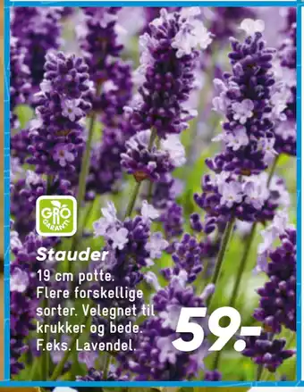 Stauder