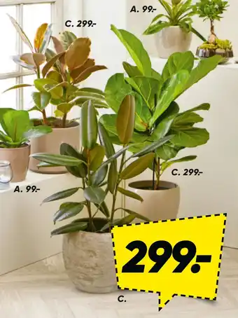 Bilka Grønne planter tilbud
