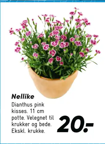 Bilka Nellike tilbud
