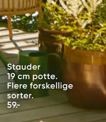 Bilka Stauder 19 cm potte tilbud