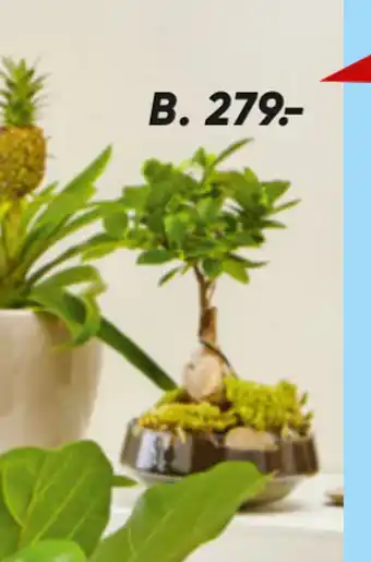 Bilka Grønne planter tilbud