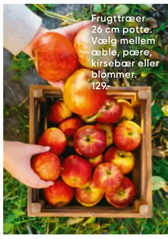 Bilka Frugttræer 26 cm potte tilbud