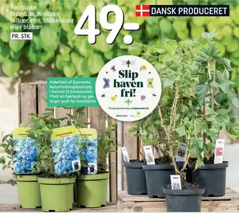 REMA 1000 Bærbuske Brombær, hindbær, solbær, ribs, stikkelsbær eller blåbær tilbud