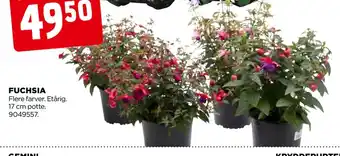 jem & fix FUCHSIA tilbud
