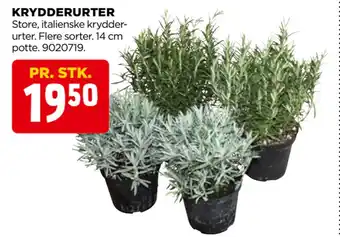KRYDDERURTER