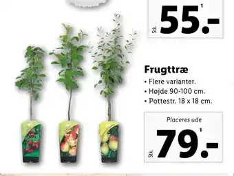 Lidl Frugttræ tilbud