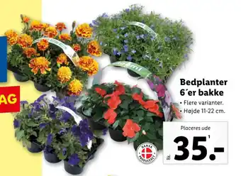 Lidl Bedplanter 6'er bakke tilbud