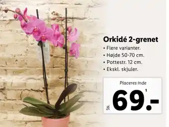 Lidl Orkidé 2-grenet tilbud