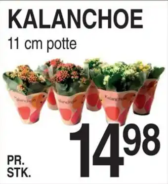 ABC Lavpris KALANCHOE tilbud