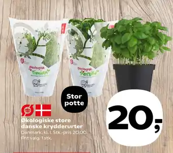SuperBrugsen Økologiske store danske krydderurter tilbud