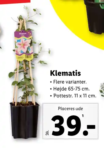 Lidl Klematis tilbud