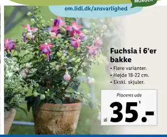 Lidl Fuchsia i 6‘er bakke tilbud