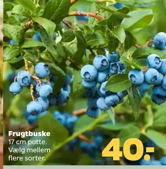 Netto Frugtbuske tilbud