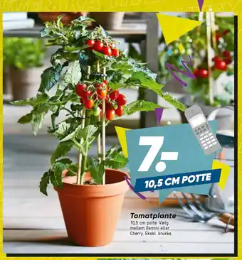 Tomatplante